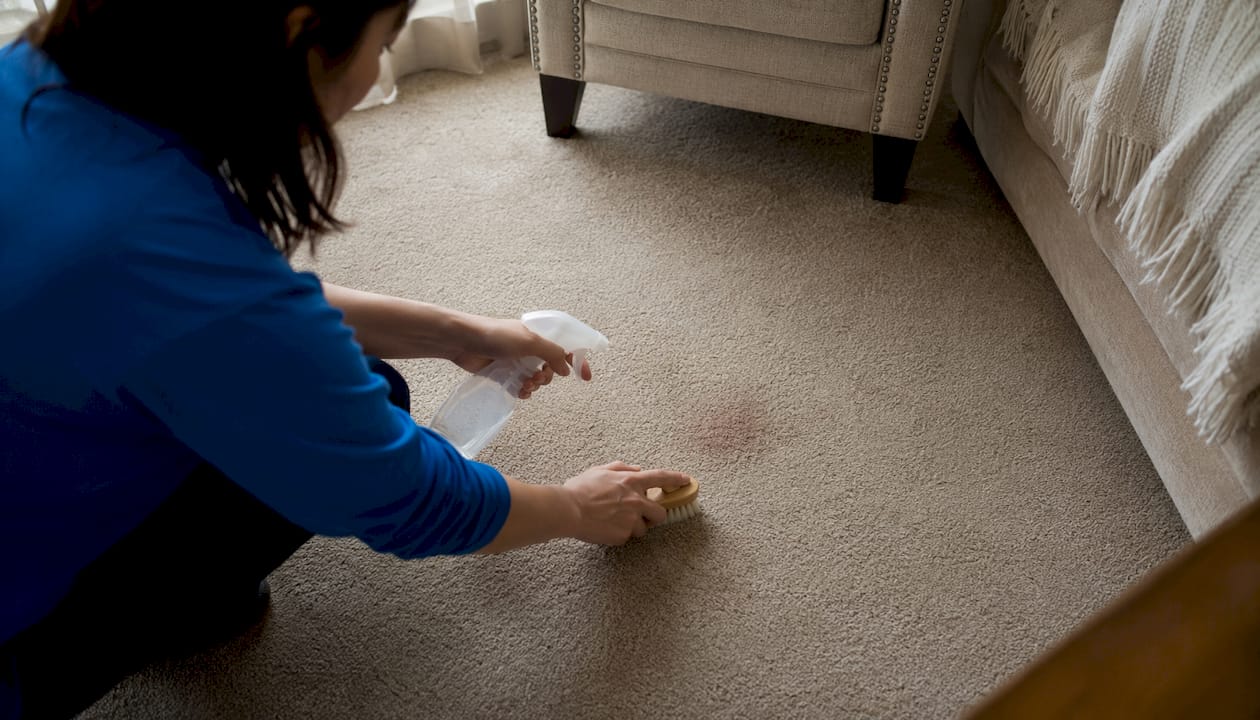 Person rehydrating dried blood stain on carpet