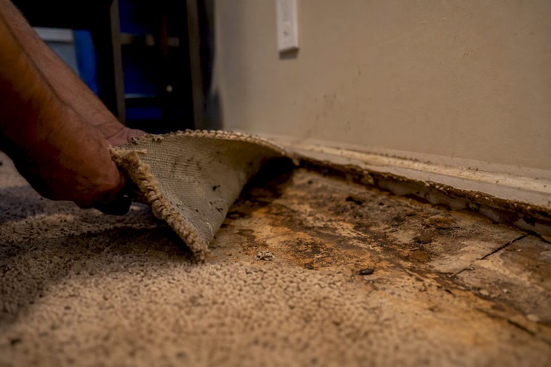 Damaged carpet fibres and saturated underlay close-up